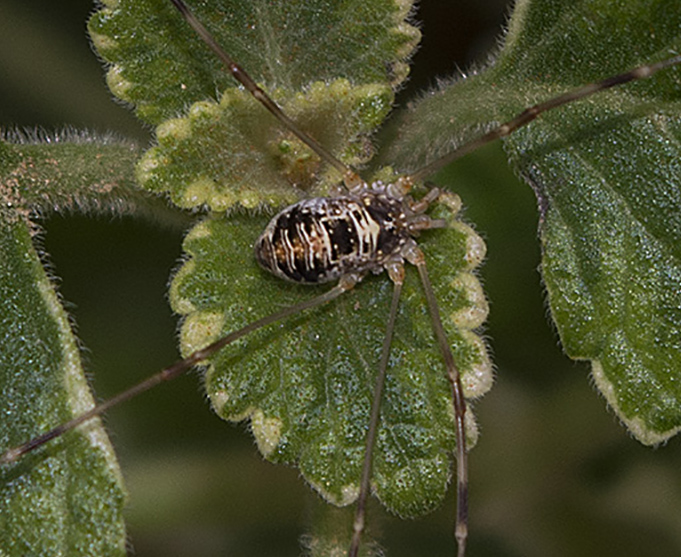 Opilio canestrinii - Phalangiidae